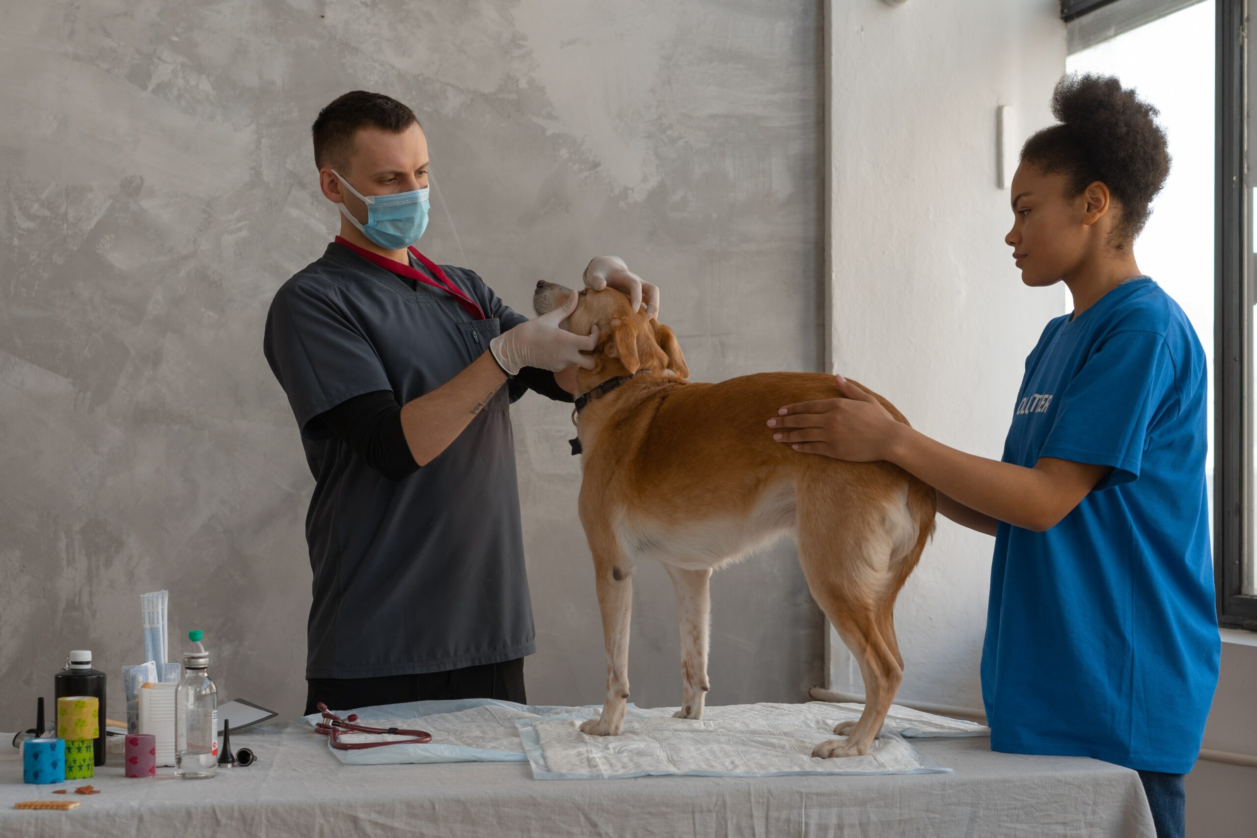 5 preguntas y respuestas sobre la farmacovigilancia veterinaria